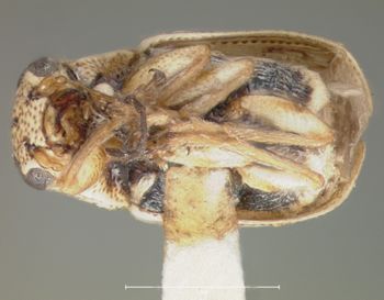 Media type: image; Entomology 8660   Aspect: habitus ventral view